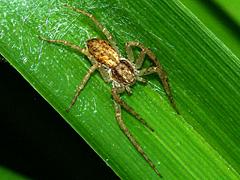 Running Crab Spider